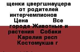 щенки цвергшнауцера от родителей интерчемпионов,   › Цена ­ 35 000 - Все города Животные и растения » Собаки   . Карелия респ.,Костомукша г.